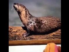 Image result for Baby Einstein Wild Animal Safari Otter