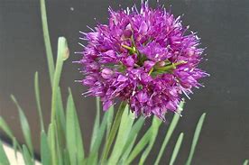 Image result for Allium Lavender Bubbles
