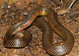 Image result for Burrowing Snake
