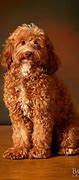 Image result for Australian Labradoodle Angry Look In
