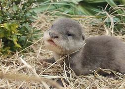 Image result for Zoo Baby Otters