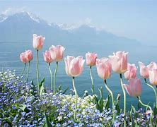 Image result for 4K Wallpaper Nature Flowers