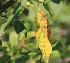 Image result for Apple Tree Leaf Diseases