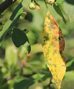 Image result for Anna Apple Tree Leaf Disease