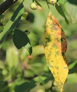 Image result for Apple Leaf Diseases
