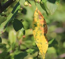 Image result for Apple Tree Leaf Diseases