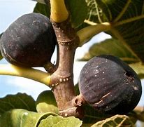 Image result for Ficus caryca brown turkey