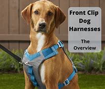 Image result for Black Clip Harness
