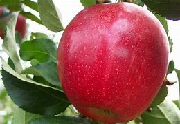 Image result for Royal Apple Ghal