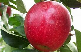 Image result for South Africa Royal Gala Apple