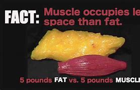Image result for One Pound of Fat vs Muscle