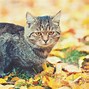 Image result for Cat with Leaf