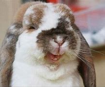 funny bunnies に対する画像結果
