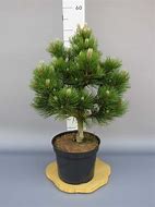 Image result for Pinus heldreichii Compact Gem                   