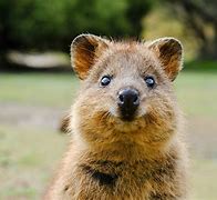 Image result for Weird Cute Animals