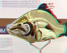 Image result for Anaglyph 3D Fish