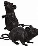 Image result for Rat Squeak