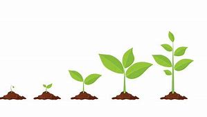 Image result for Grow a Plant Clip Art