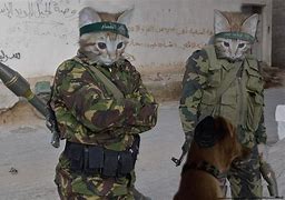 Image result for Cat with Gun