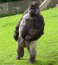 Image result for Silverback Animal