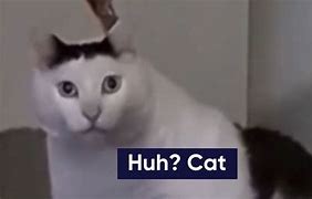 Image result for Cat Says Huh Meme