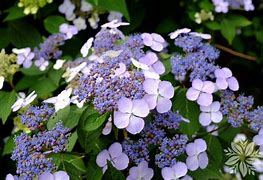 Image result for Hydrangea serrata Intermedia