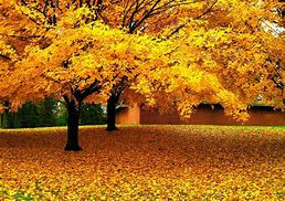 Image result for Yellow Autumn Trees