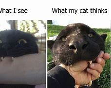 Image result for Long Face Black Cat Meme