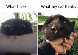 Image result for Ginger and Black Cat Meme