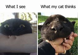 Image result for Funny Black and White Cat Memes