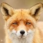 Image result for Happy Fox Animal