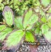 Image result for Parrotia persica Persian Spire