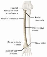 Image result for Landmarks of the Radius