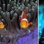 Image result for Underwater Sea Creatures