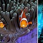 Image result for Marine Life Pictures