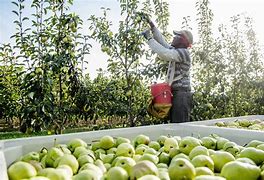 Image result for Farm Fruits and Vegetables