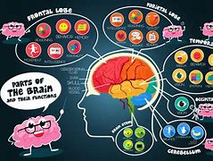 Image result for Brain Functions Diagram for Kids