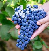 Image result for Tree Grape