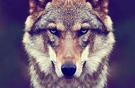 Image result for Coolest Wolf