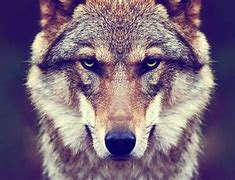 Image result for Wolf Wallpaper for PC