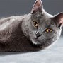 Image result for A Gray Cat