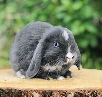 Image result for Holland lop bunnies