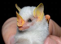 Image result for Unique Bats