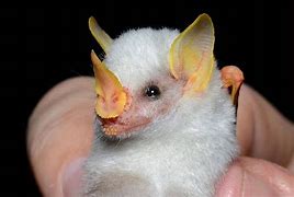 Image result for Cute White Bat Albino