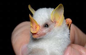 Image result for Grumpy White Bat