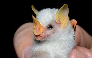 Image result for Baby White Bat