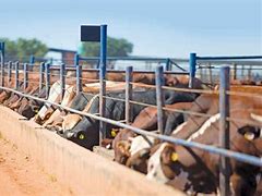 Image result for Small Feedlot Design