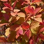 Image result for Spiraea japonica DOUBLE PLAY BIG BANG