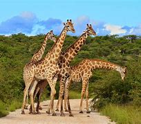 Image result for Animals Found in Kenya