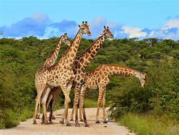 Image result for Wildlife in Kenya